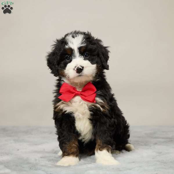 Marty, Mini Bernedoodle Puppy